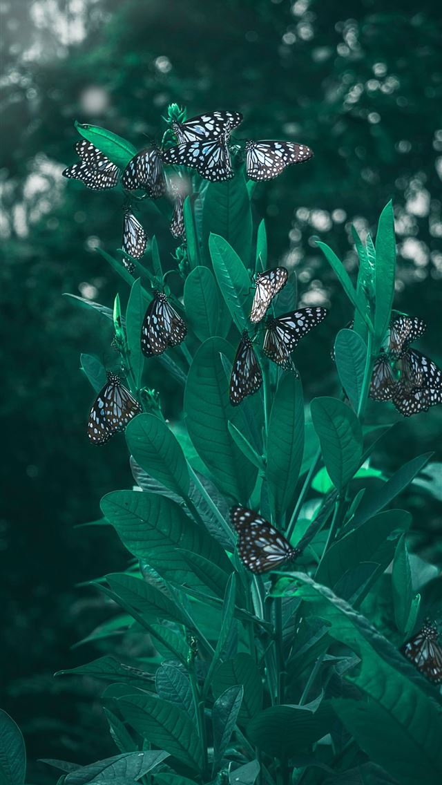 1290x2796 shallow focus photography of green leafed plant - jungle iPhone Wallpaper
