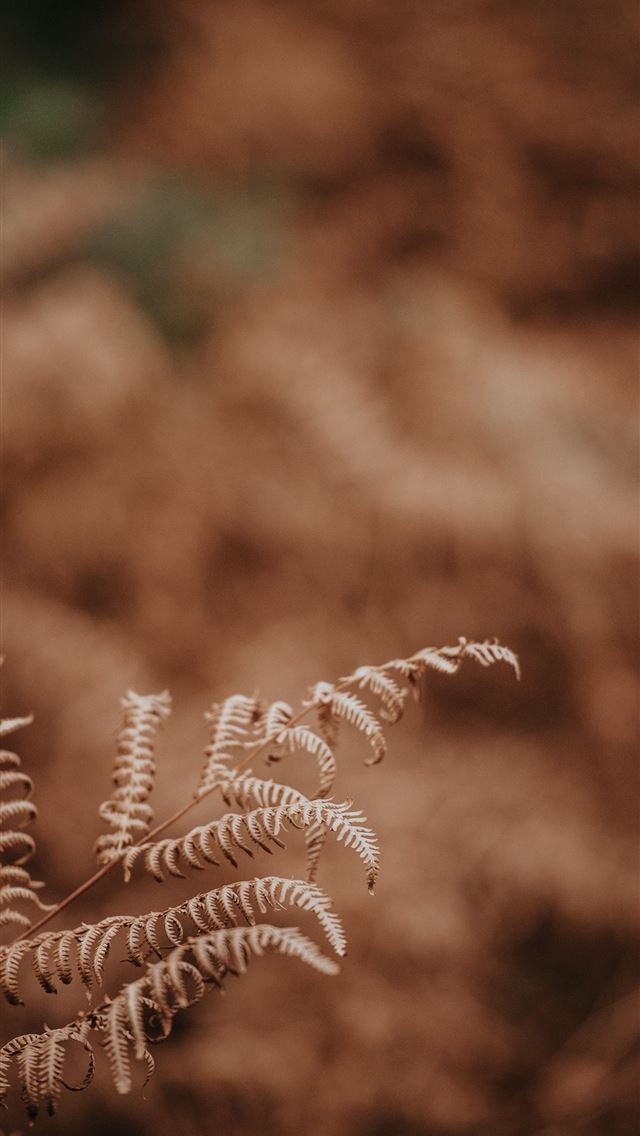 1290x2796 brown leafed plant - fall iPhone Wallpaper