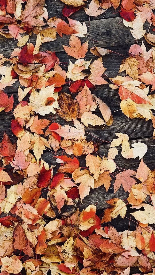 1290x2796 dried leaves on wooden surface - fall iPhone Wallpaper