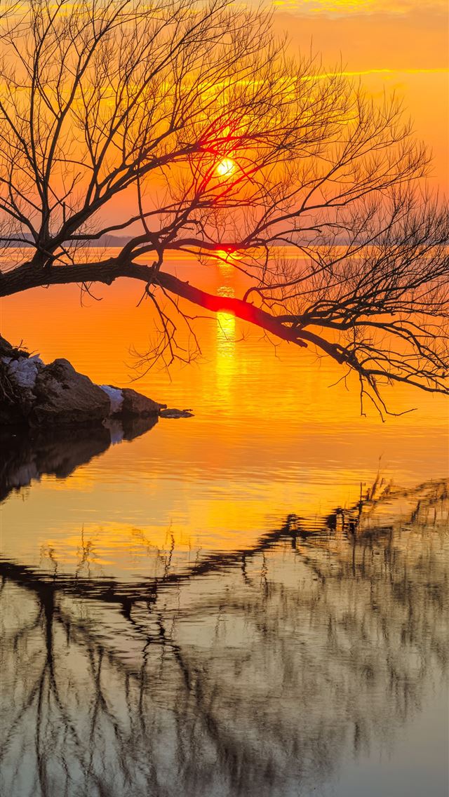 640x1136 leafless tree on water during sunset -  iPhone Wallpaper