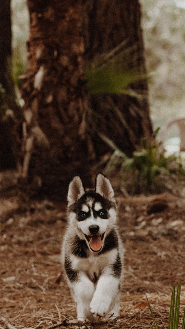 1290x2796 shallow focus photography of white and black Siber... - husky iPhone Wallpaper