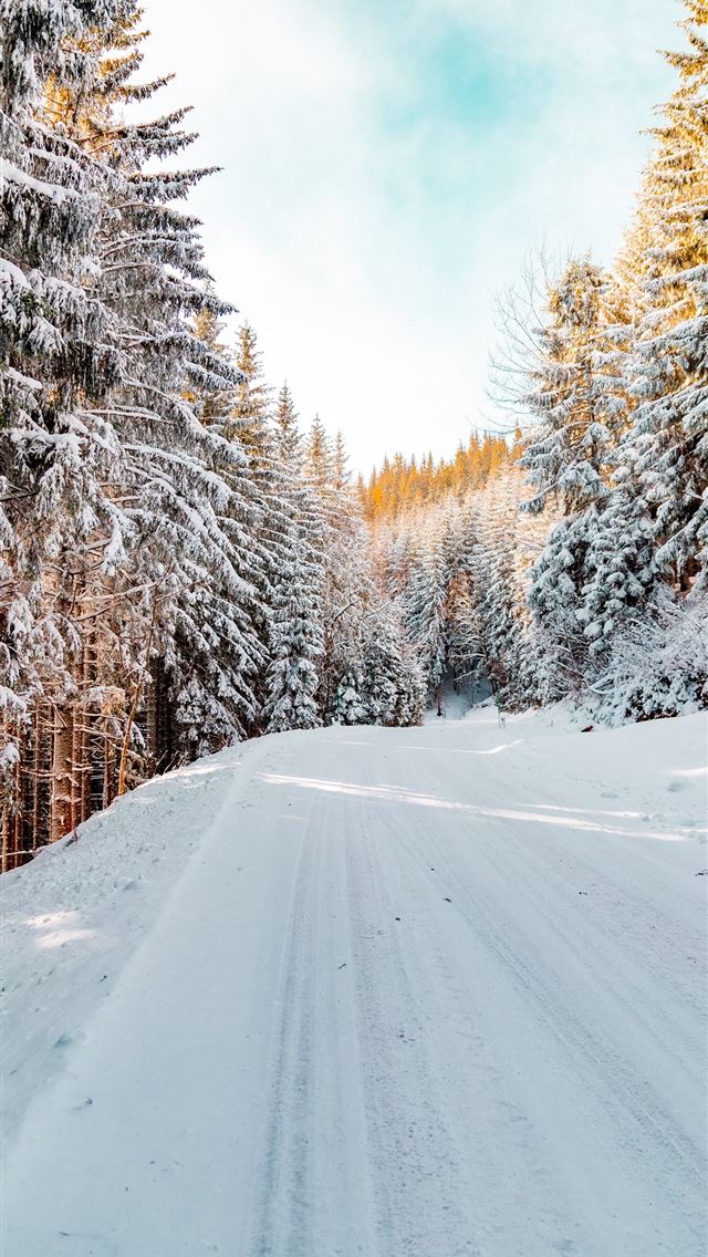 1290x2796 pine trees covered with snow - winter iPhone Wallpaper