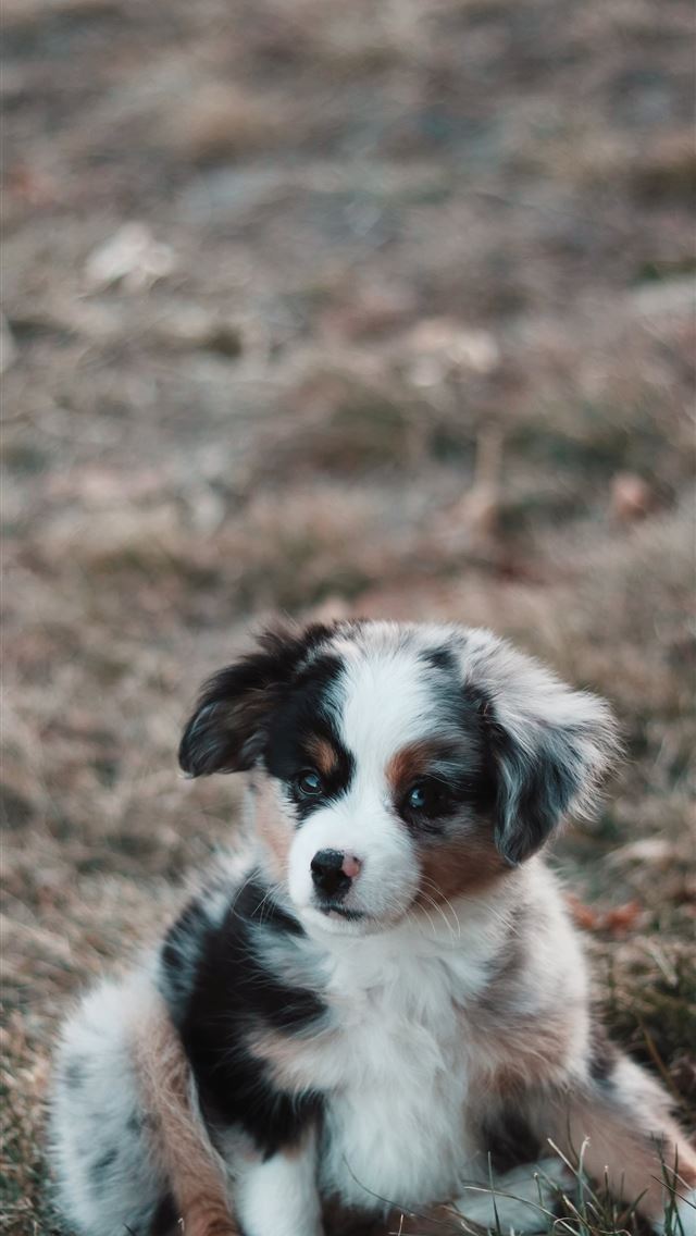 1290x2796 close up photography of blue Australian shepherd p... - grass iPhone Wallpaper