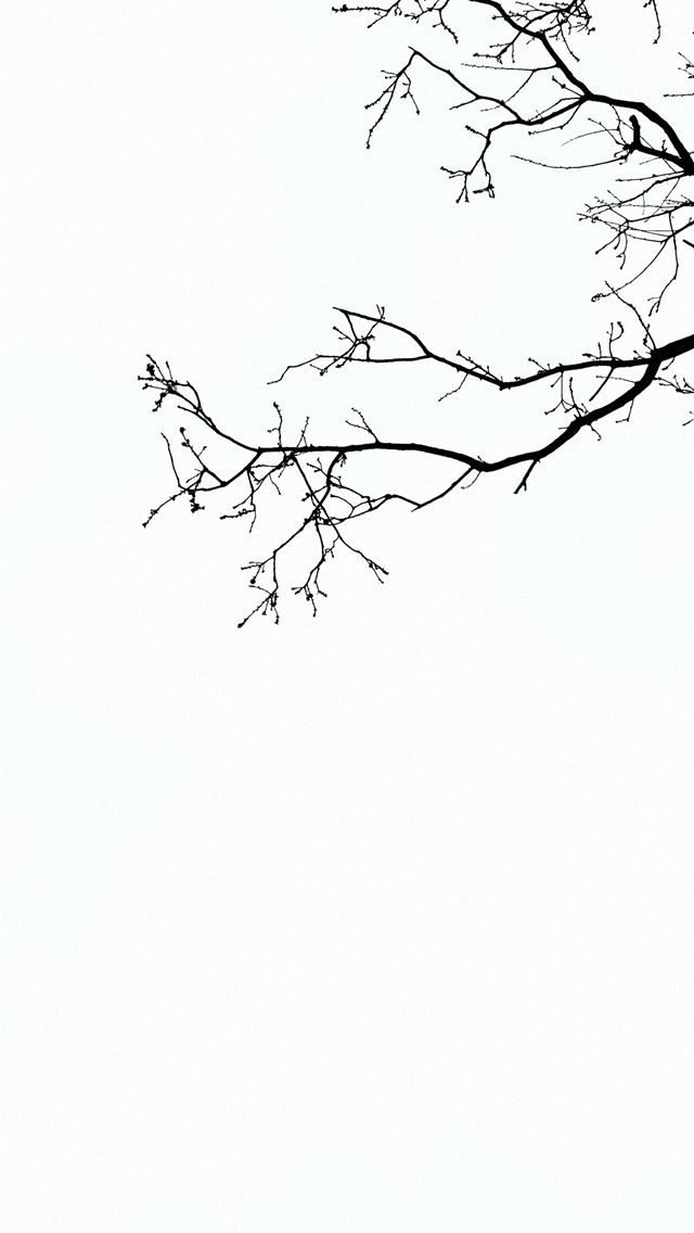 1290x2796 photography of tree branches - winter iPhone Wallpaper
