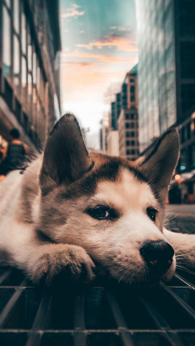 1290x2796 close up photography of white dog - city iPhone Wallpaper