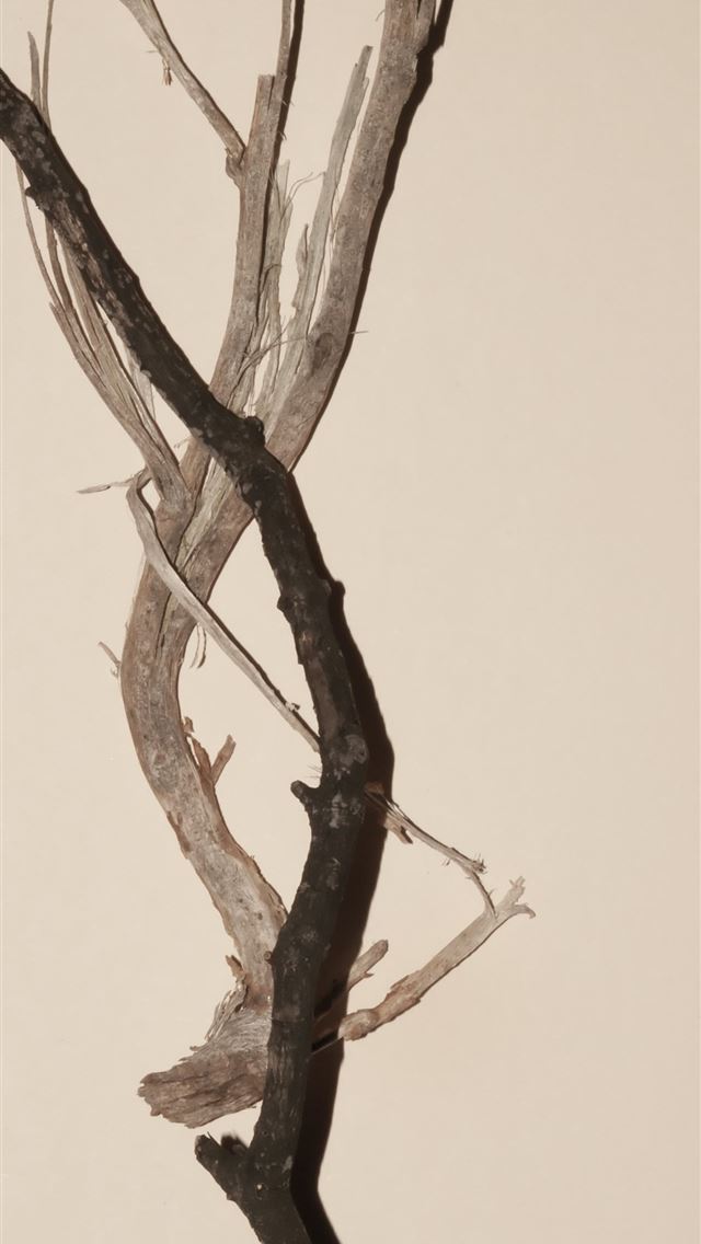 1290x2796 brown and black stick - fall iPhone Wallpaper