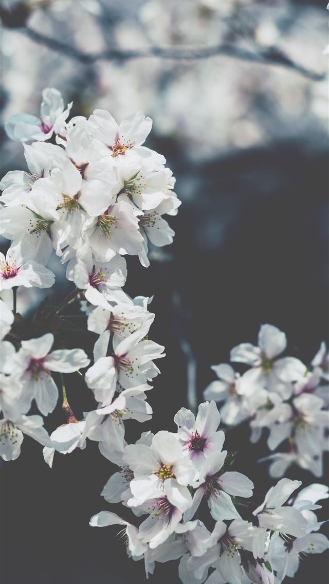 1290x2796 white flowering plant - floral iPhone Wallpaper