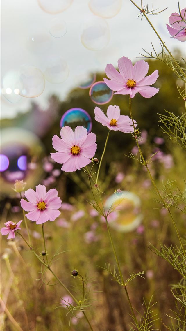 1290x2796 purple flowers with green leaves - pink iPhone Wallpaper