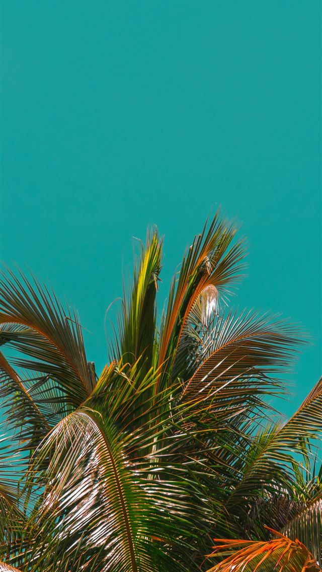 1290x2796 green trees under blue sky at daytime -  iphone 15 Wallpaper
