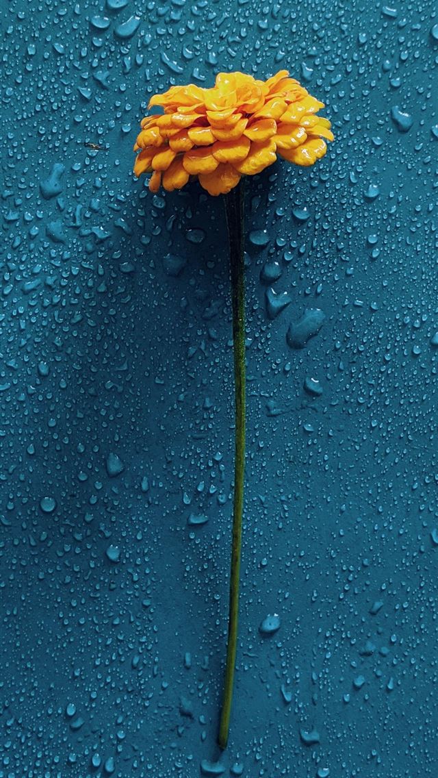 1125x2436 yellow flower on blue surface -  iPhone Wallpaper