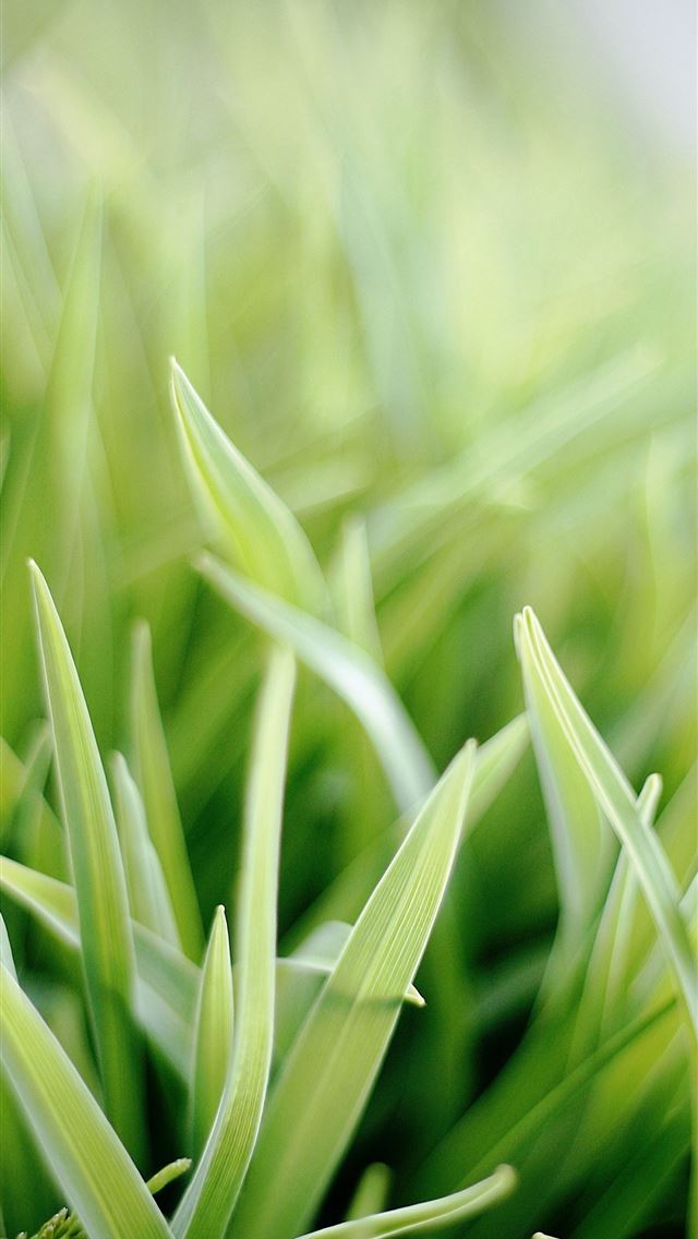 1290x2796 selective focus photo of green snake plant -  iphone 15 Wallpaper