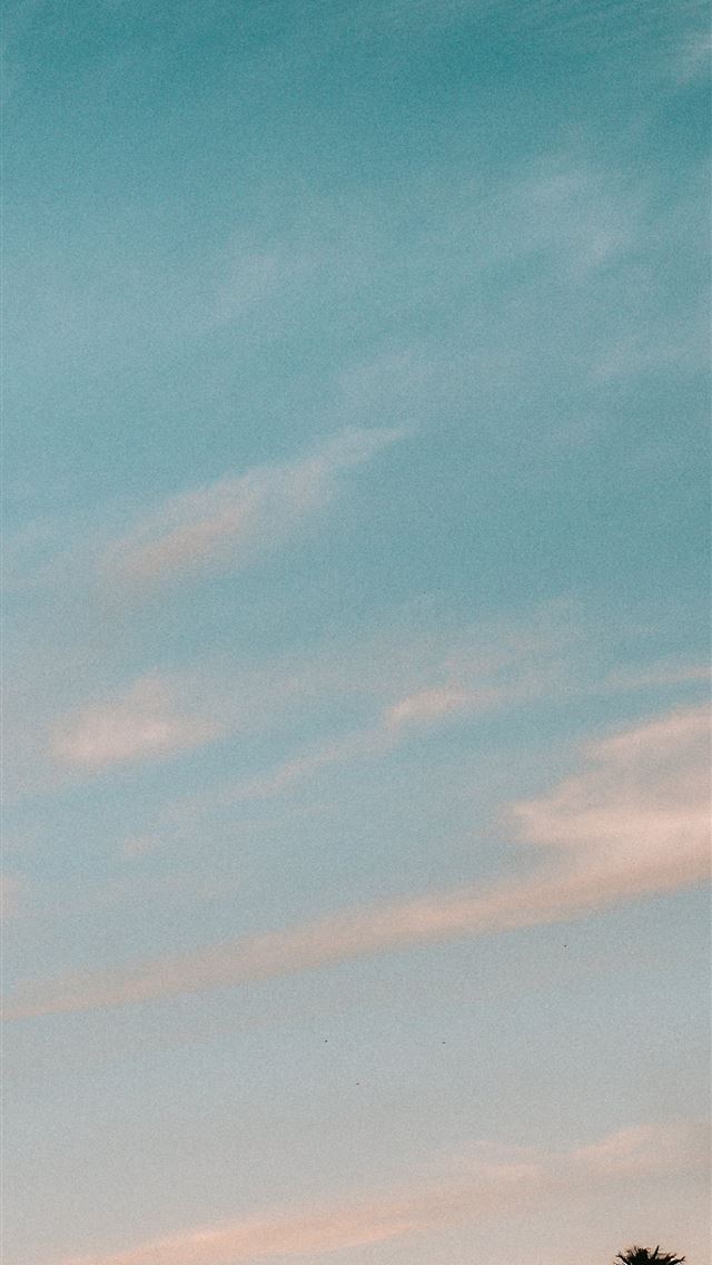 1290x2796 silhouette of palm tree - cloud iPhone Wallpaper