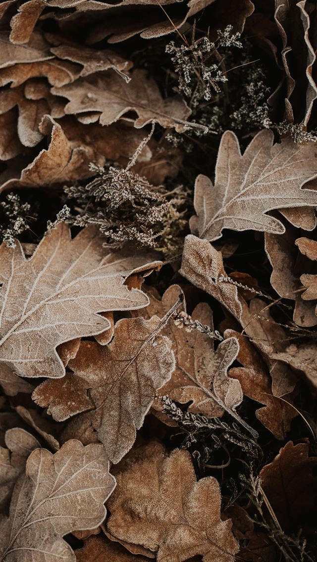 1290x2796 brown dried leaves display - fall iPhone Wallpaper