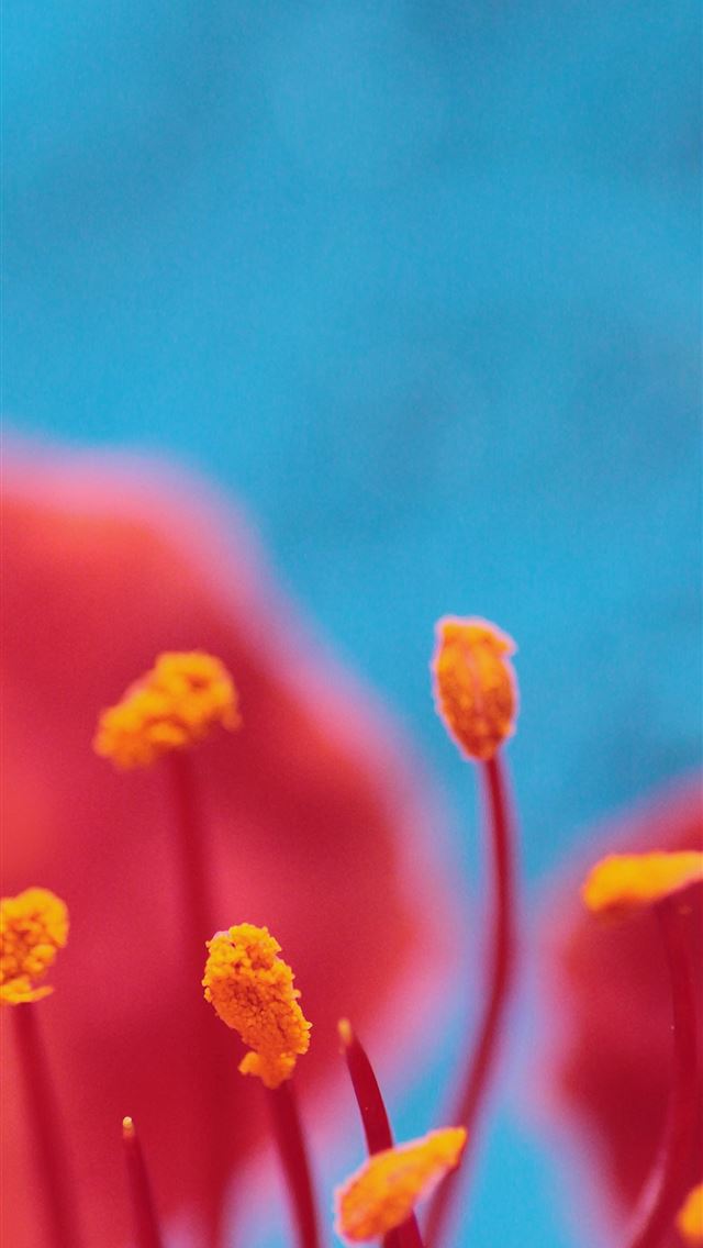 640x1136 selective focus photography of orange flowers -  iPhone Wallpaper