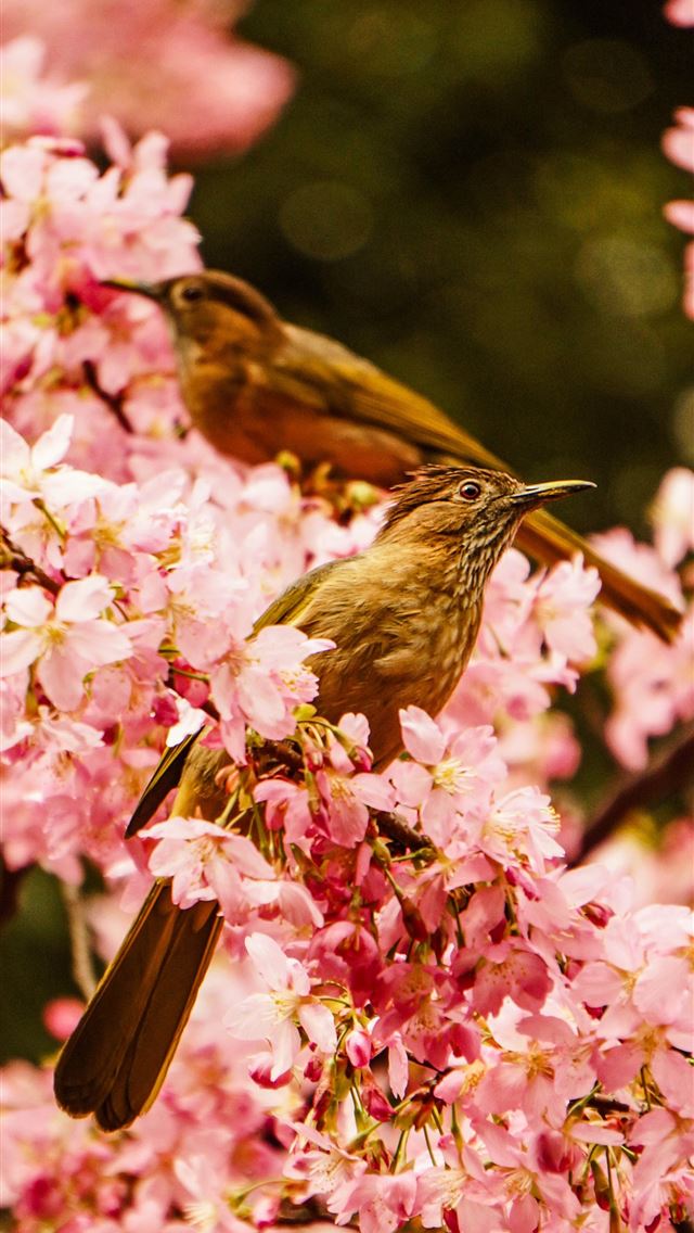 1290x2796 two brown birds on flower - flower iPhone Wallpaper