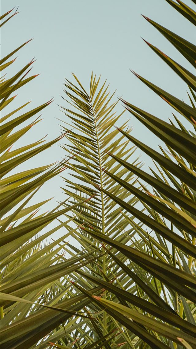 1290x2796 green palm tree under blue sky during daytime - summer iPhone Wallpaper