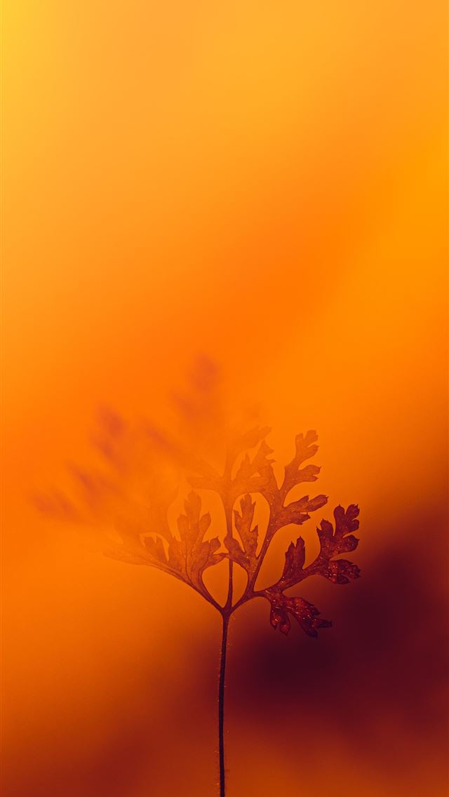 1290x2796 yellow flower under orange sky -  iphone 15 Wallpaper