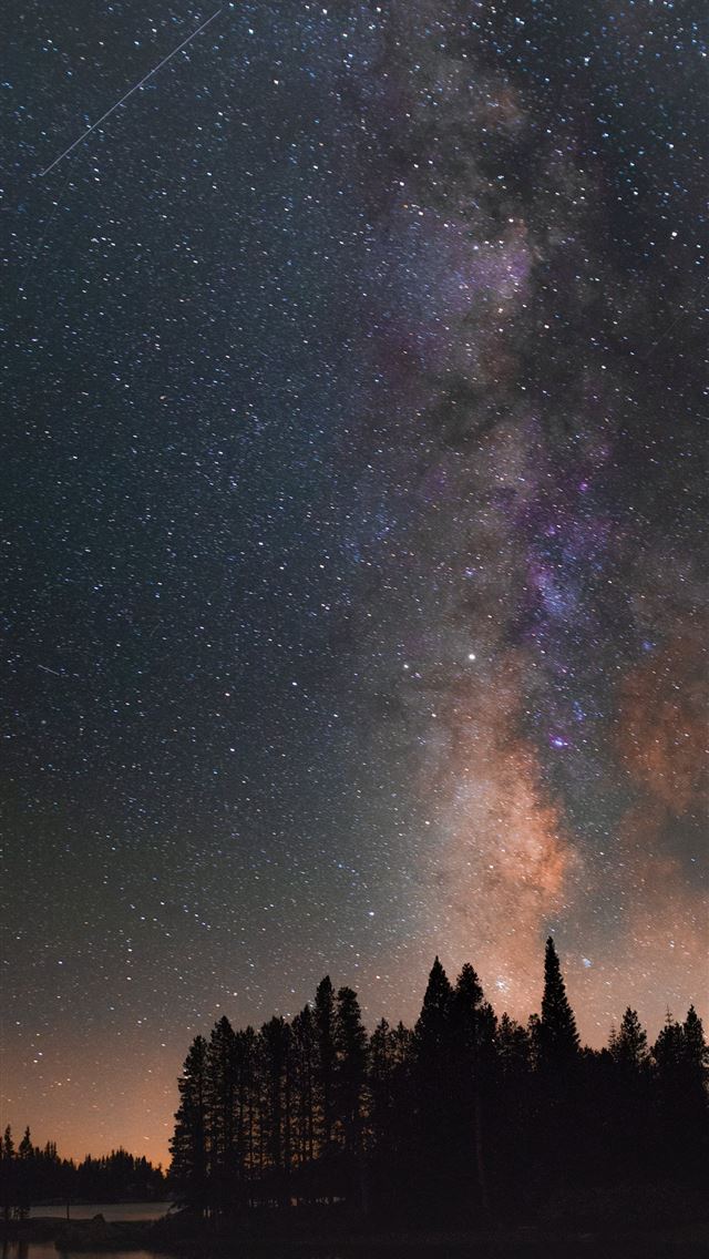 1290x2796 silhouette of trees under starry sky - trees iPhone Wallpaper
