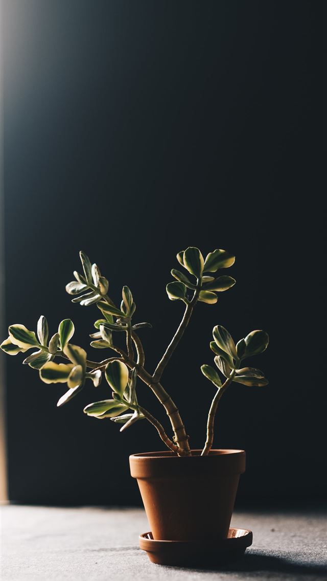 1290x2796 green indoor plant in clay pot - food iPhone Wallpaper