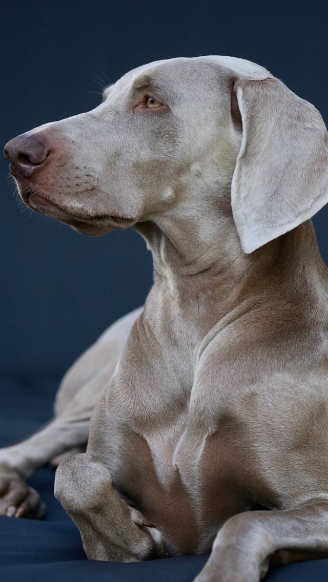 1290x2796 gray Great Dane looking side -  iphone 15 Wallpaper