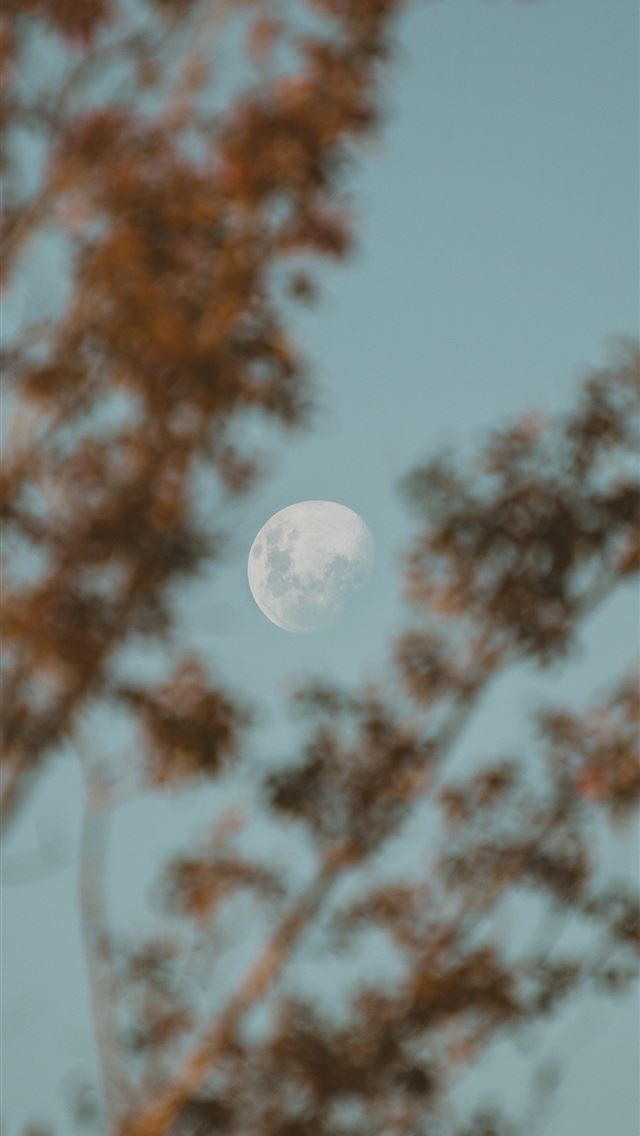 1290x2796 full moon over brown trees - outer space iPhone Wallpaper