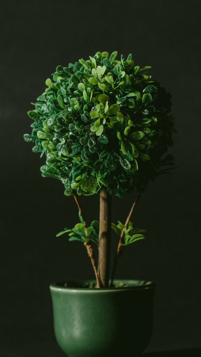 1290x2796 green leafed bonsai tree against black background -  iphone 15 Wallpaper
