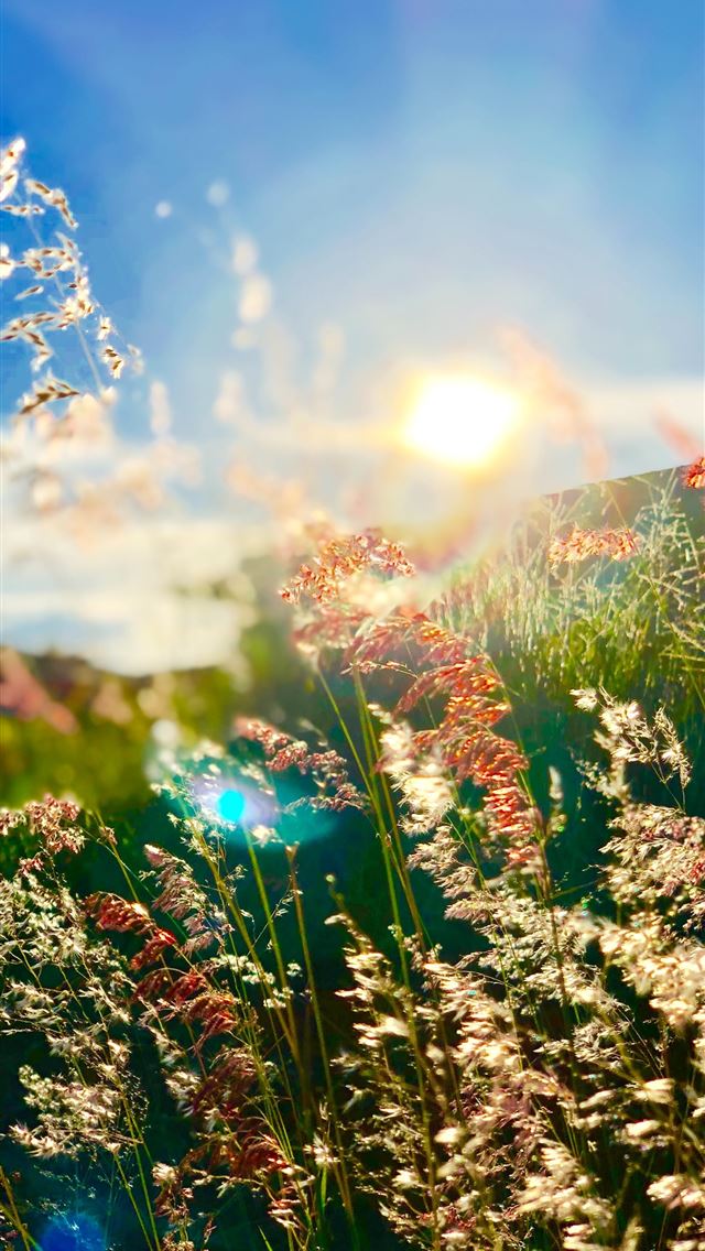 1290x2796 wheat field -  iphone 15 Wallpaper