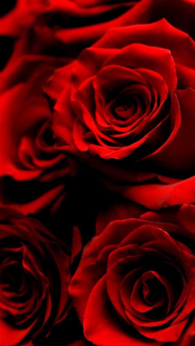1290x2796 red roses -  iPhone Wallpaper