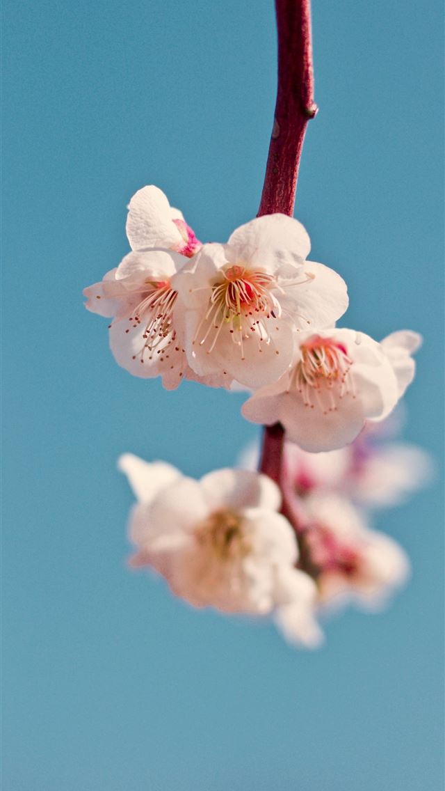 1290x2796 white petaled flower - cherry blossoms iPhone Wallpaper