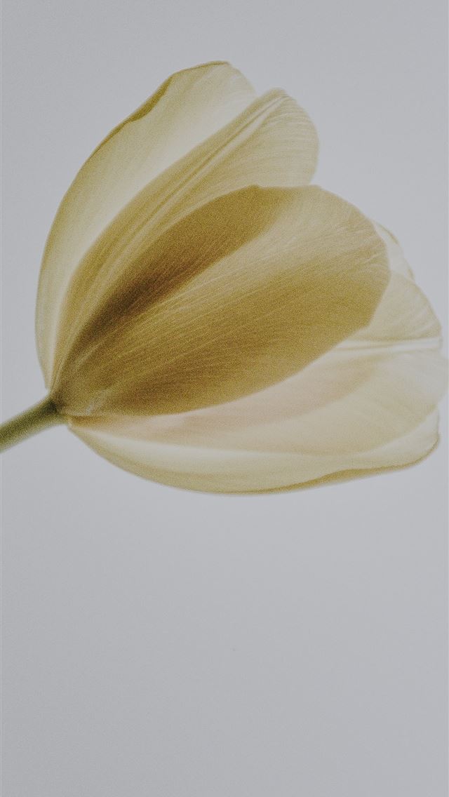 1290x2796 white flower -  iphone 15 Wallpaper