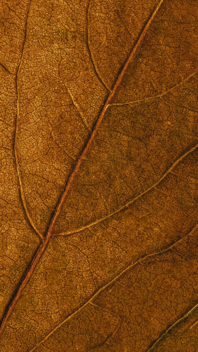 1290x2796 brown and black leaf in close up photography - leaf iPhone Wallpaper