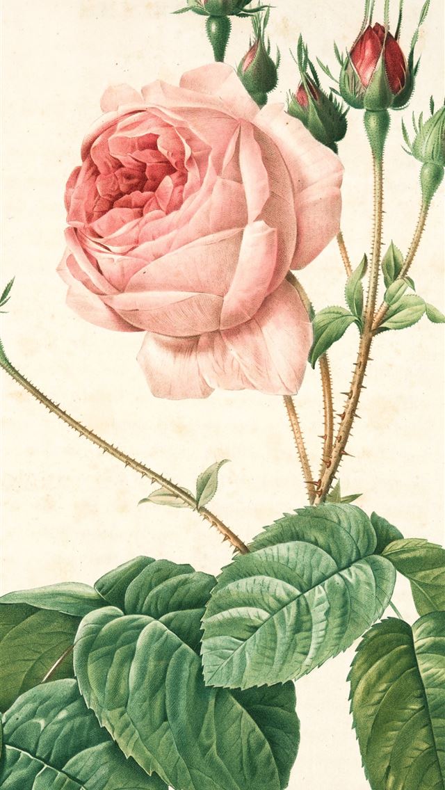 1290x2796 pink rose with green leaves -  iphone 15 Wallpaper