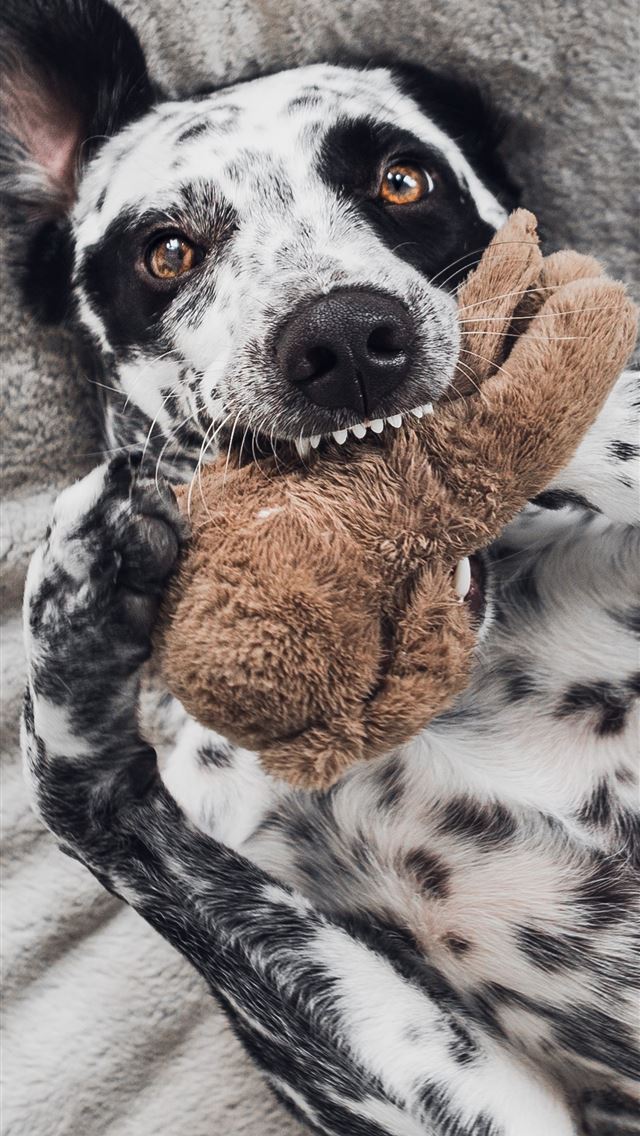 1290x2796 black and white dalmatian dog on brown textile - méxico iPhone Wallpaper