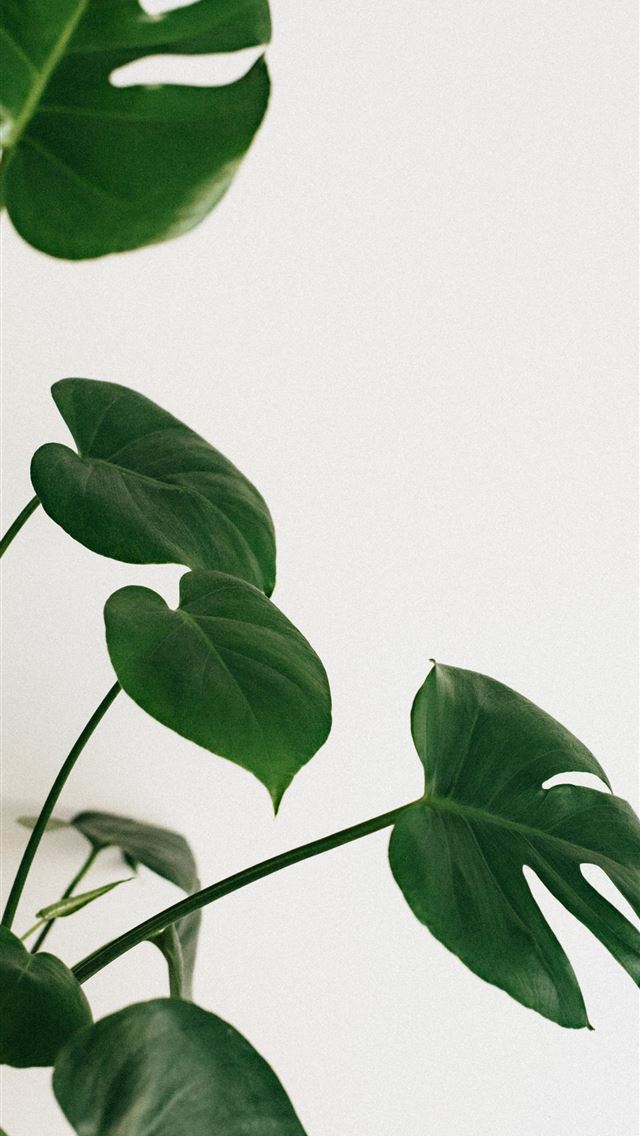 1290x2796 green leaves on white background -  iphone 15 Wallpaper