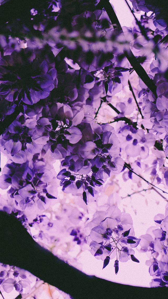 1290x2796 white flowers in tilt shift lens - summer iPhone Wallpaper
