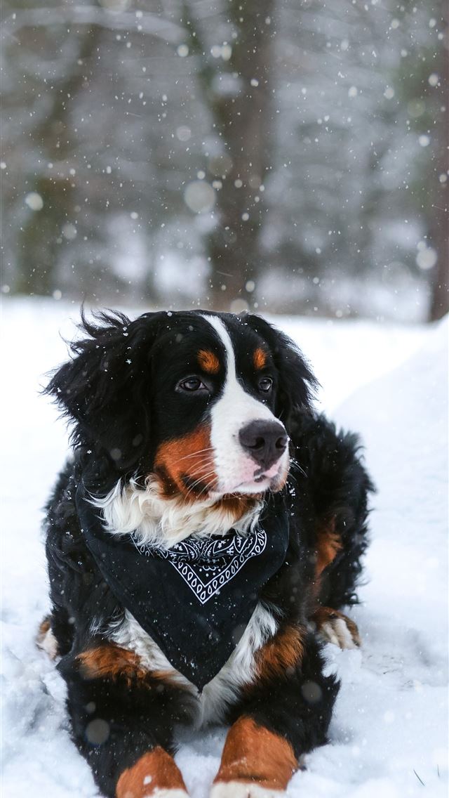 1290x2796 black tan and white dog resting on snow covered la... - winter iPhone Wallpaper