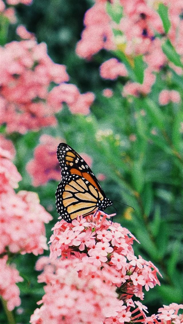 1290x2796 monarch butterfly perched on pink flower in close ... -  iphone 15 Wallpaper