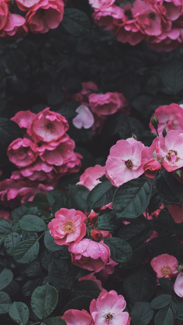 1290x2796 pink petaled flowers blooming at daytime - pink iPhone Wallpaper