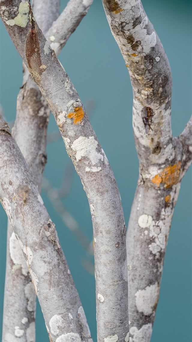 1290x2796 gray tree branches -  iphone 15 Wallpaper