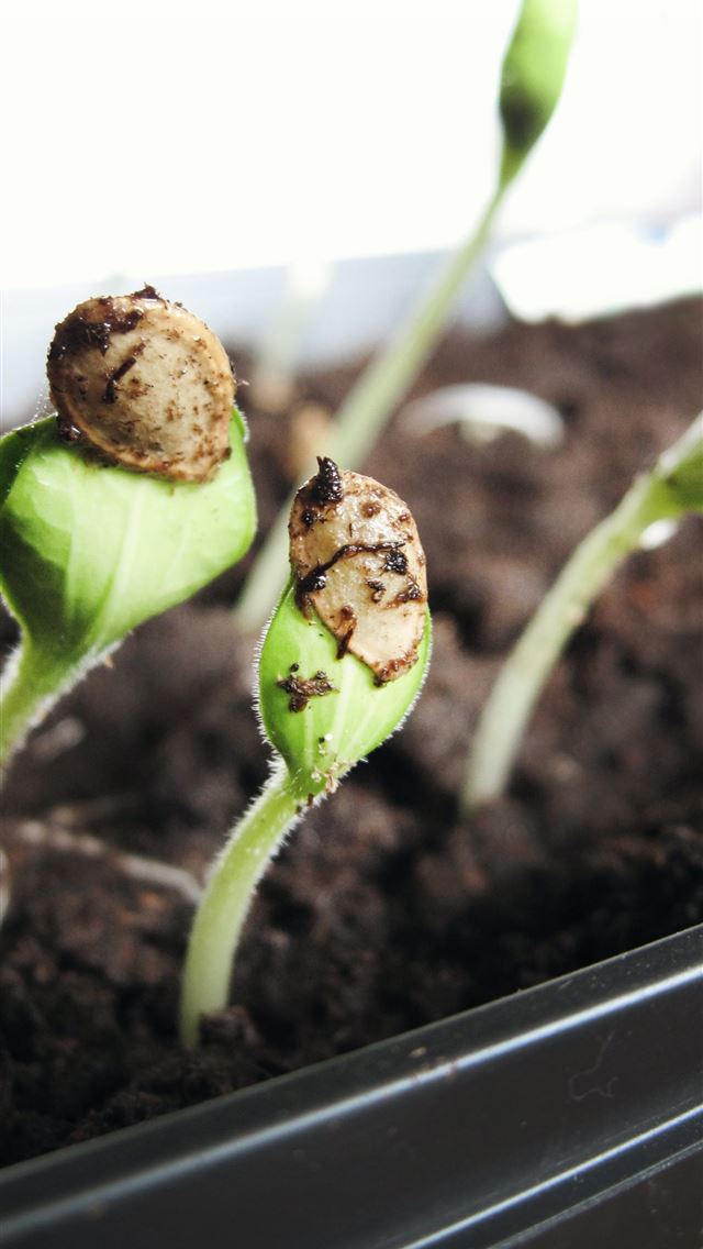1290x2796 green leaf plant close up photography - food iPhone Wallpaper
