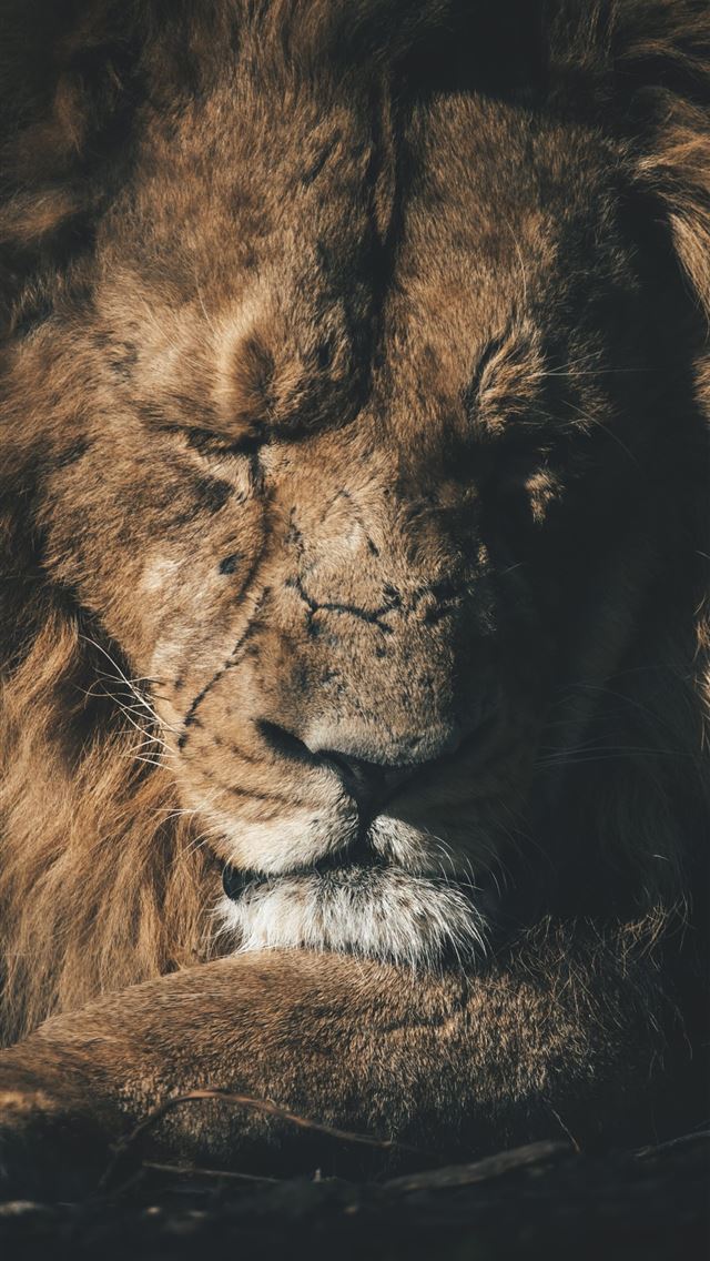 1290x2796 a lion looking at the camera -  iphone 15 Wallpaper