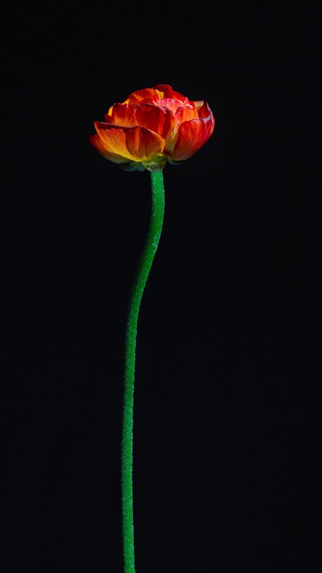1290x2796 minimalist photography of red petaled flower - flower iPhone Wallpaper