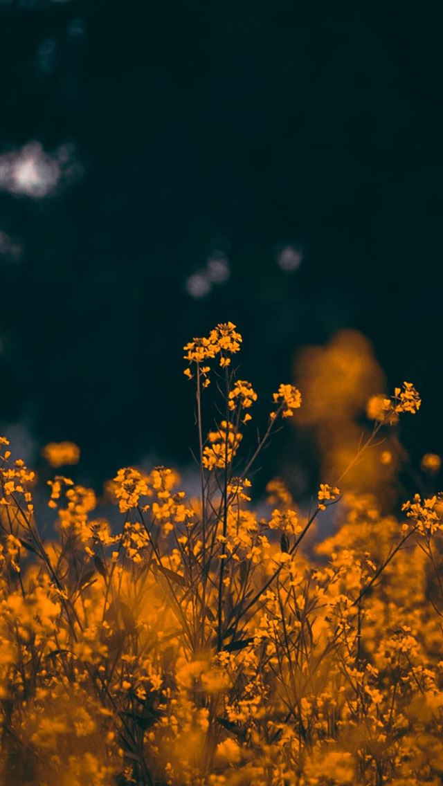 1290x2796 shallow focus photo of orange flowers -  iphone 15 Wallpaper