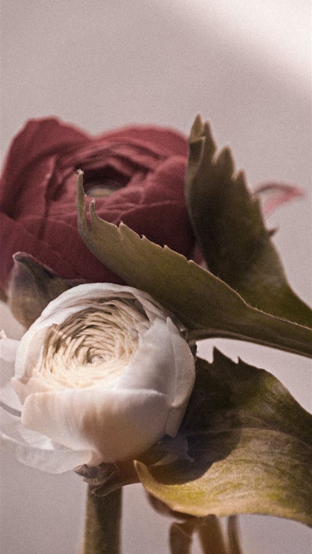 1290x2796 white and pink rose in bloom - flower iPhone Wallpaper