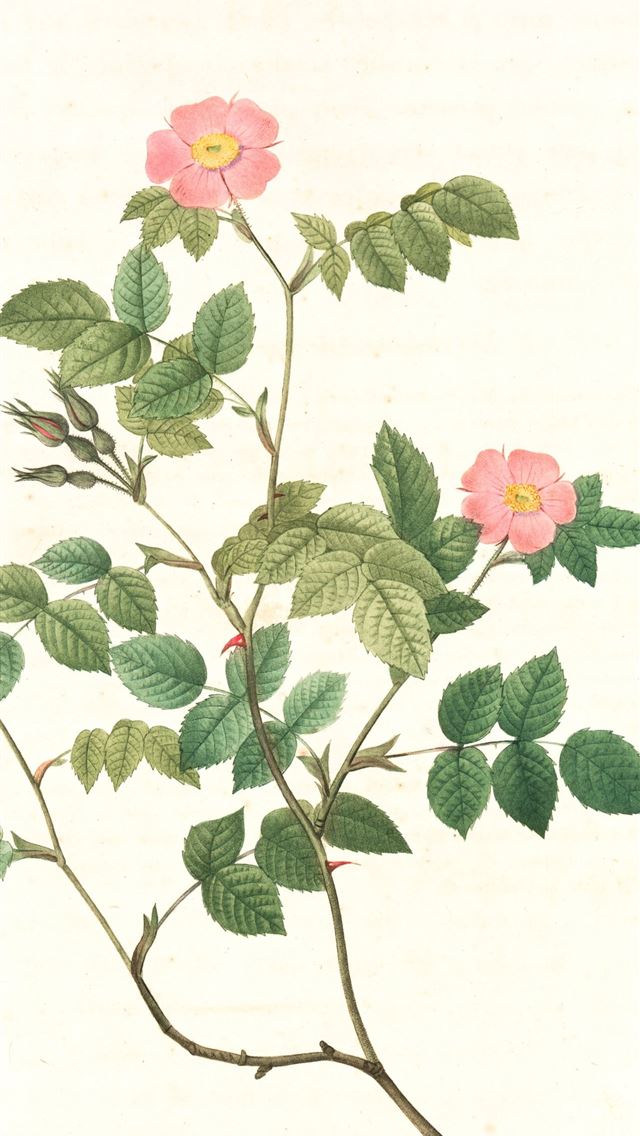 1284x2778 red and green flower painting - vintage iPhone Wallpaper