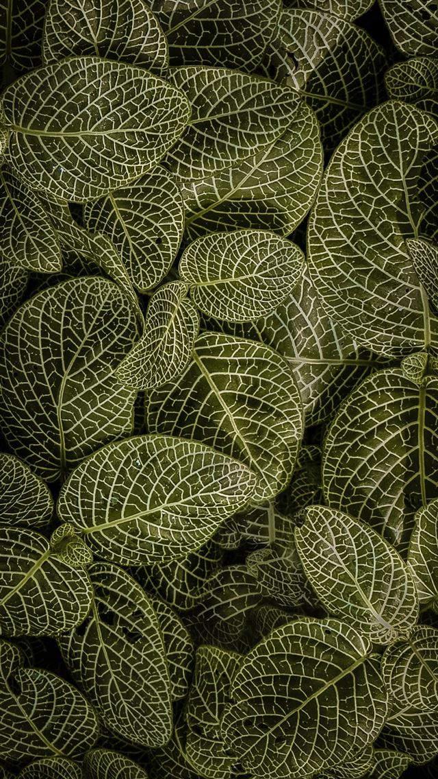 1290x2796 green and white leaf plant - leaf iPhone Wallpaper
