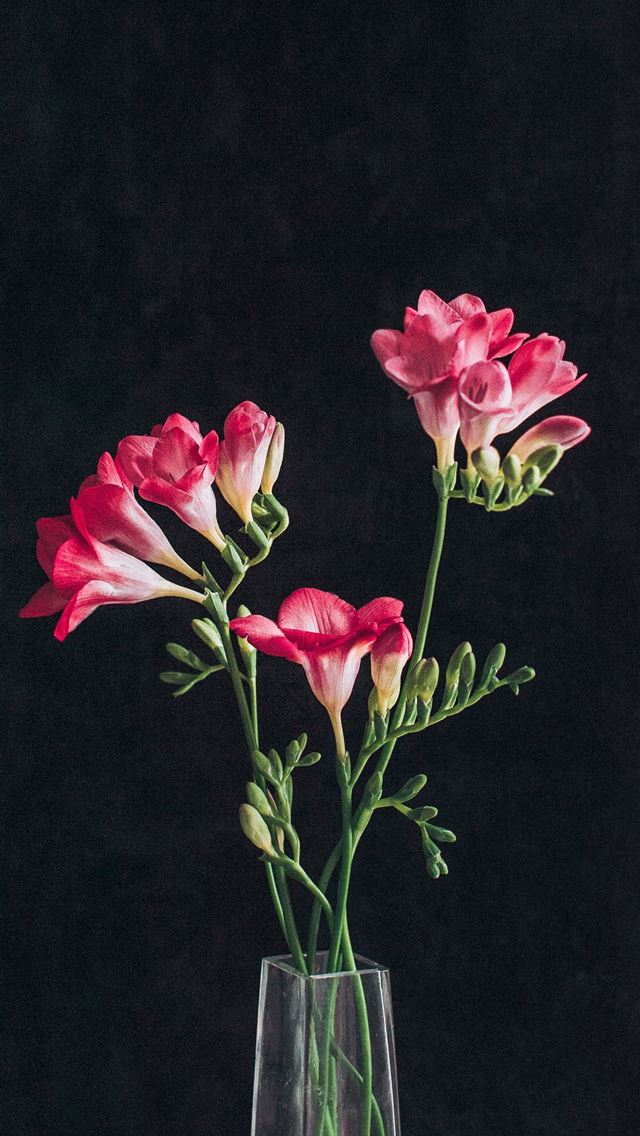 1290x2796 pink roses in clear glass vase - pink iPhone Wallpaper