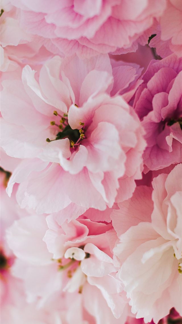 1290x2796 a bunch of pink flowers that are in a vase - cherry blossoms iPhone Wallpaper