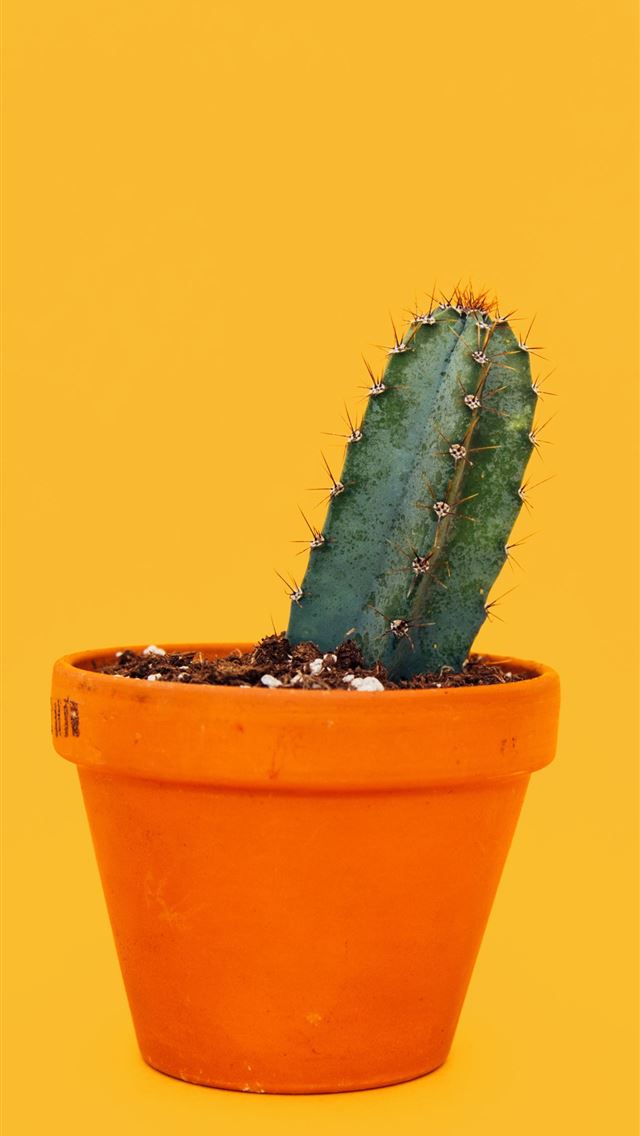 1290x2796 green cactus on orange pot - yellow iPhone Wallpaper
