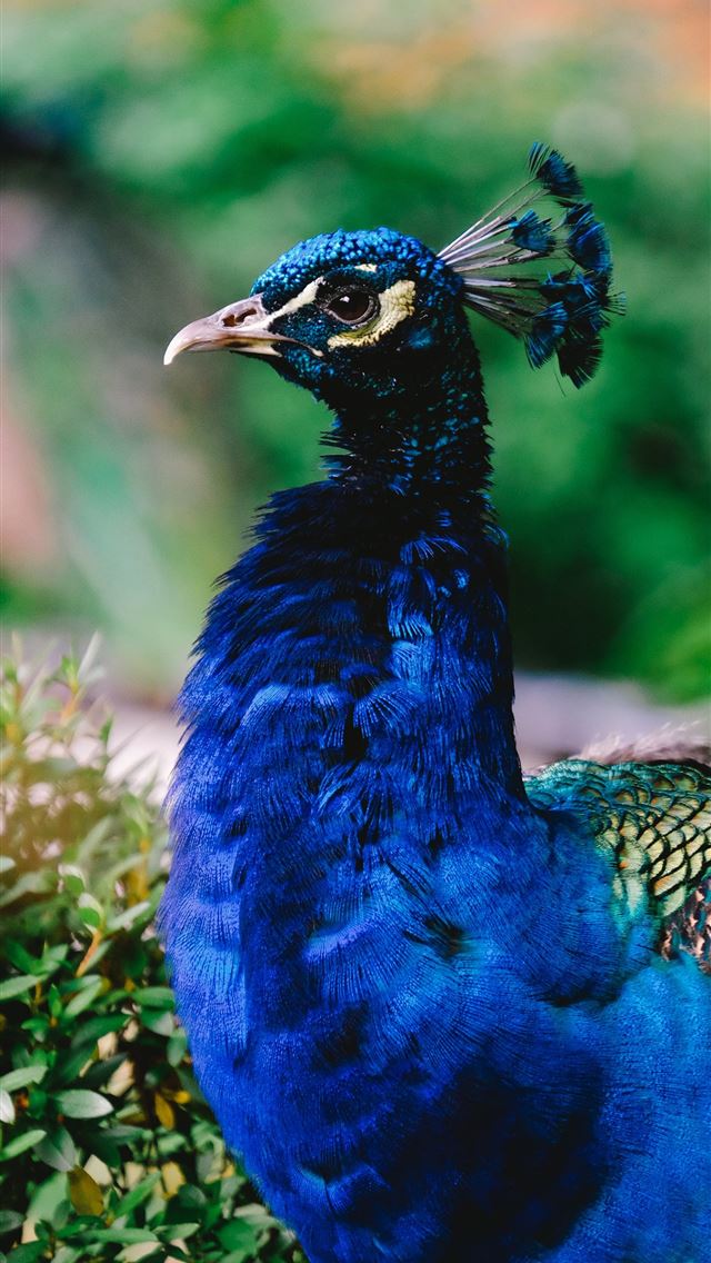 1290x2796 blue and green peafowl - peacock iPhone Wallpaper